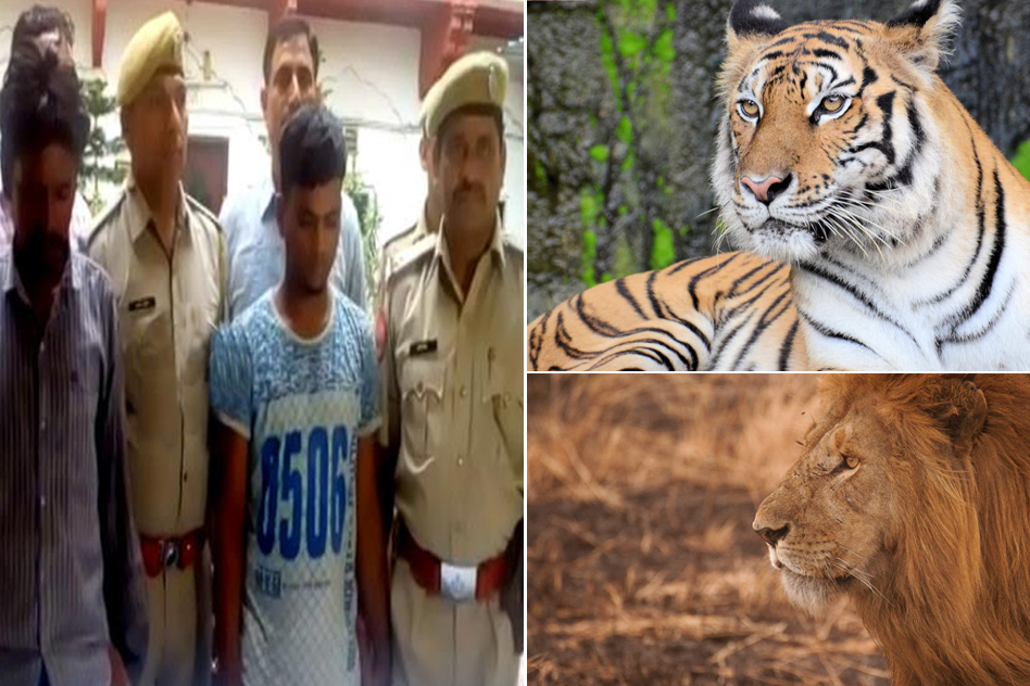 Tiger Skin, 33 Lion Nails Recovered By Police In Shirdi, Used For Rings, Lockets & Consumption