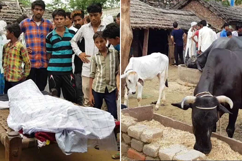 They Killed My Husband To Save Two Cows But Orphaned Seven Children, Says Wife Of Alwar Lynching Victim