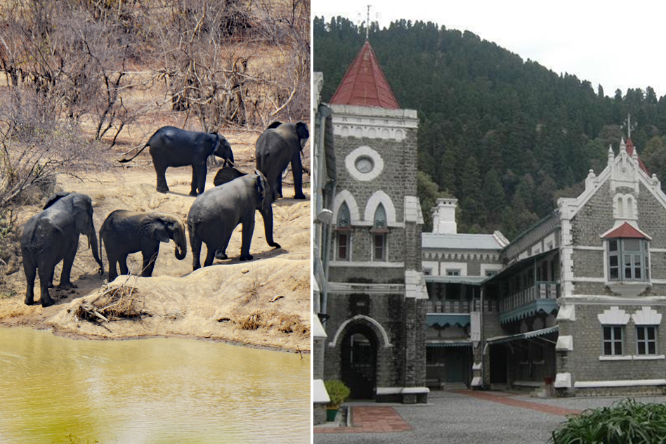 After Ganga, Uttarakhand HC Declares Animals & Birds Have Same Rights As A Living Person