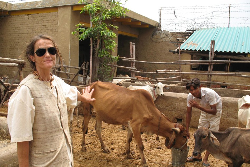 This German Woman Is Living In India For Nearly 40 Years & Taking Care Of 1,200 Abandoned Cows