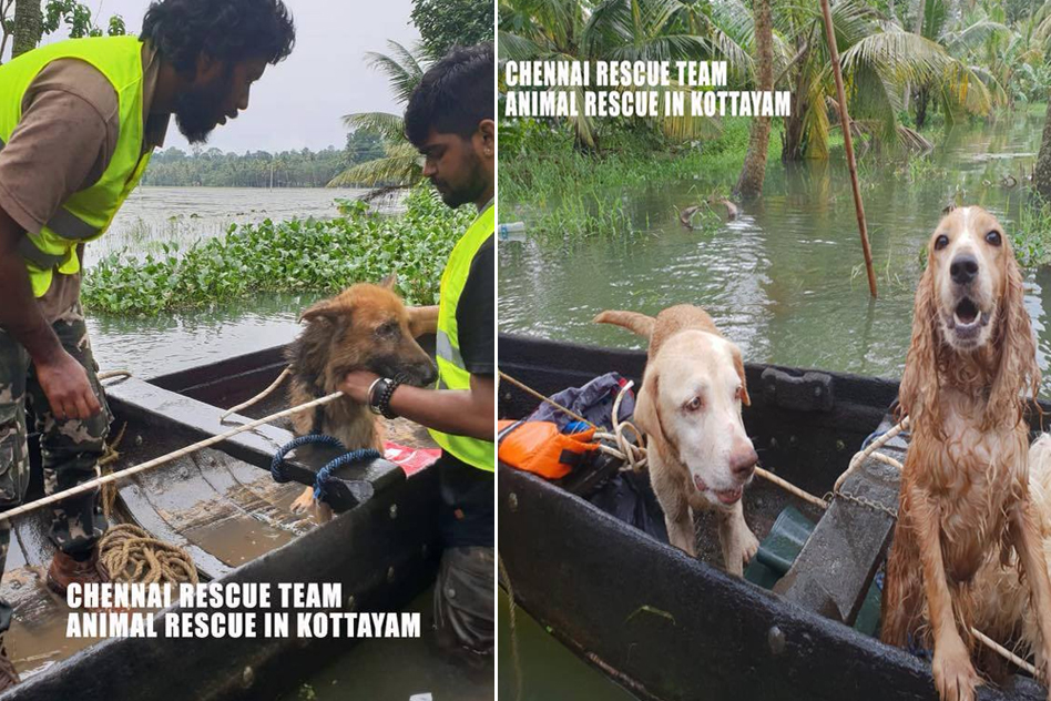Chennai Group Rescues Hundreds Of Stranded Animals In Kerala, Risking Own Lives