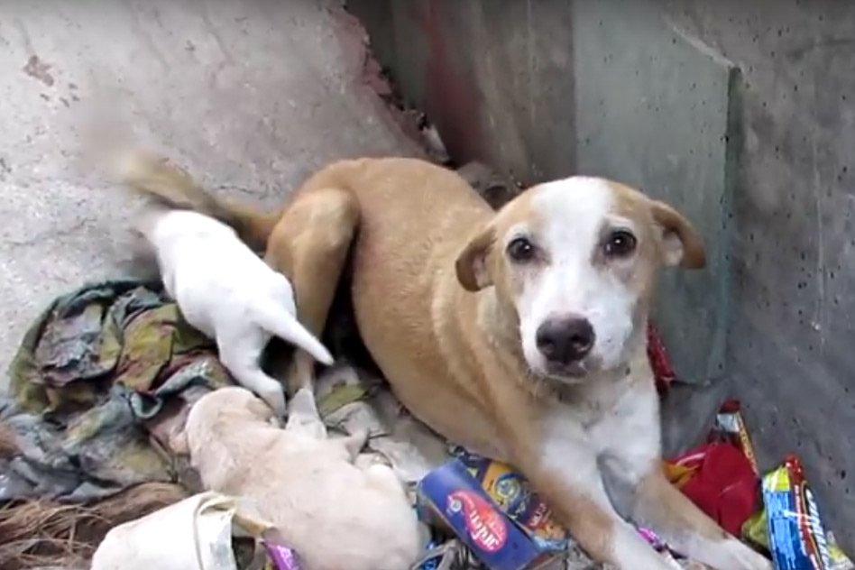 [WATCH] Rescue Of A Mother Dog Bleeding From Glass Cut