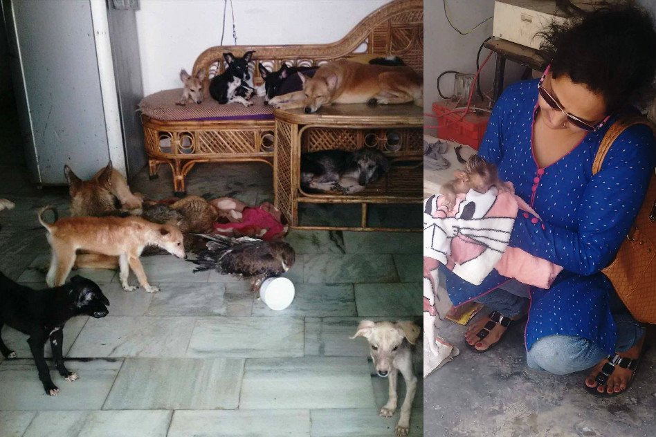 This Inspirational Woman Is Housing 46 Animals In Her 2 Bedroom Apartment