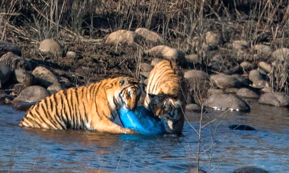 Shocking! Tigers Seen Chewing Plastic Drums In Corbett Tiger Reserve, Probe Ordered