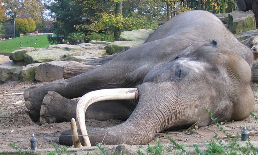 Elephant Dies Of Exhaustion In Sri Lanka After Consecutive Tourist Rides In Extreme Heat