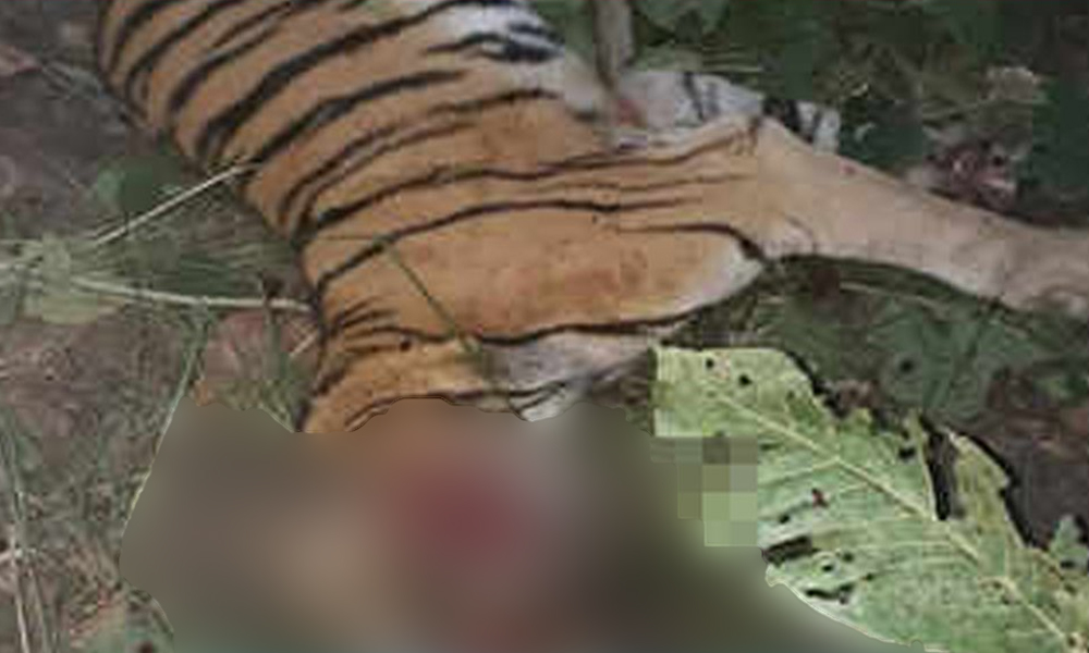 After Avnis Death, Her Cubs Are Being Lured With Baits, While Another Tigress Gets Killed In UP