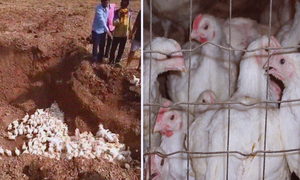Amid Coronavirus Rumours, Karnataka Farmer Buries Thousands Of Chickens Alive