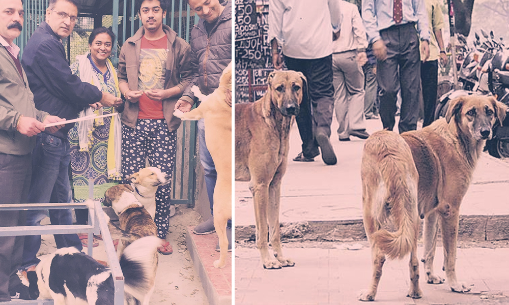 Zero Garbage Collection Fee, Free Parking For Adopting Stray Dogs In Shimla