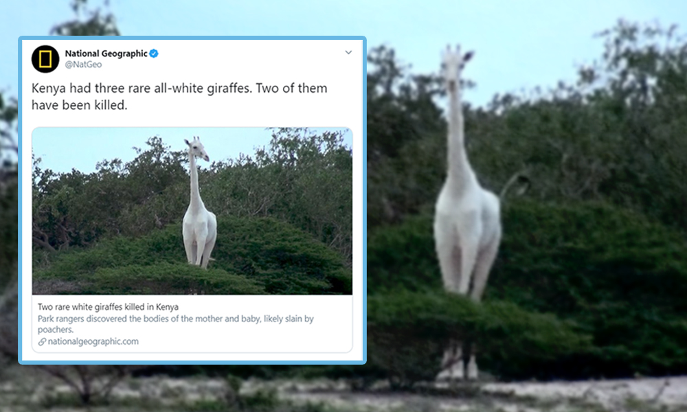 Poachers kill two white giraffes