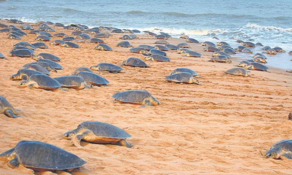 With Humans Locked Indoors, Lakhs Of Olive Ridley Turtles Return To Odishas Coast