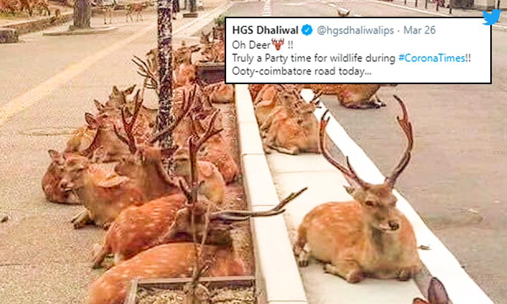 Fact Check: Did Herds Of Deer Take Over Ooty-Coimbatore Road?