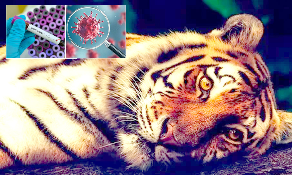 Tigress In New York Zoo Tests Positive For COVID-19, First Of Its Kind Human-To-Animal Transmission