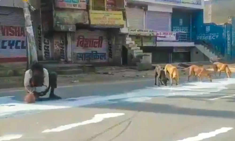 Man, Stray Dogs Share Spilt Milk In Heart Breaking Visual From Agra