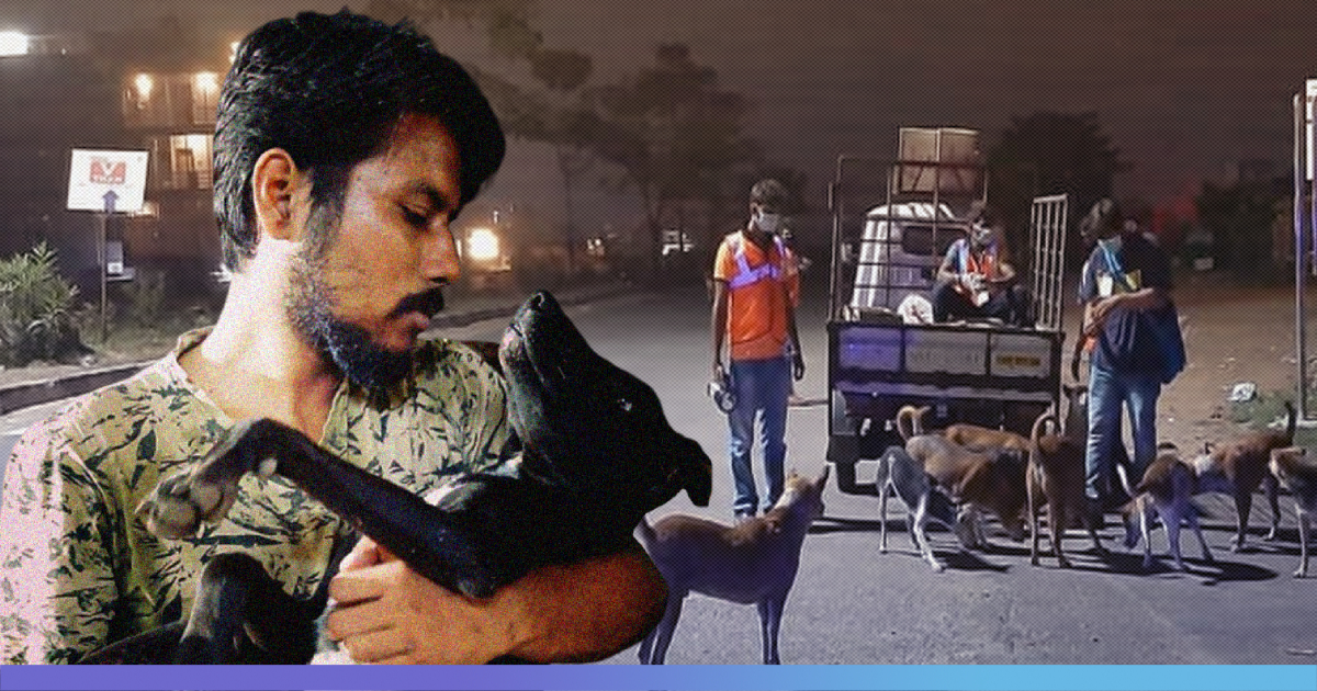 As Lockdown Leaves Animals Starving On Streets, This NGO Is Feeding The  Strays
