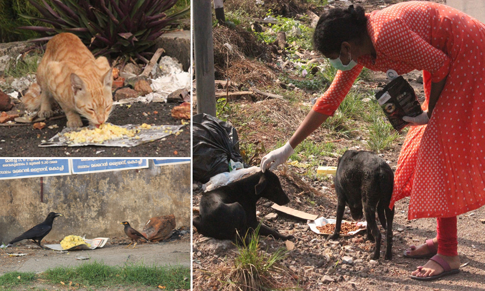 Corona Warriors: This Kochi-Based NGO Is Feeding 1,000 Stray Animals Daily Amid Lockdown