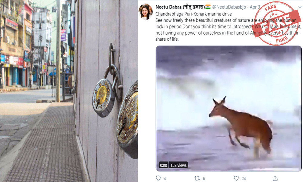 Fact Check: Old Video Of Deer Playing By The Sea Resurfaces, Unrelated To COVID-19 Lockdown