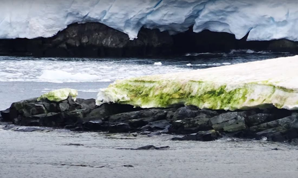 Climate Change is making snow green in Antarctica