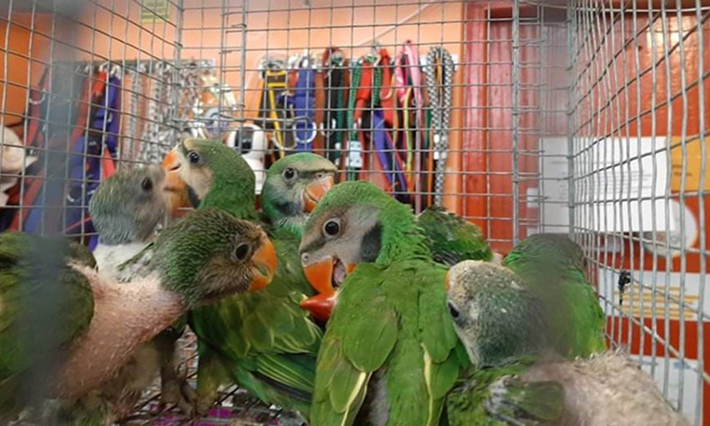 Wildlife Smuggling Racket Busted In Tripura, Baby Parrots, Hill Mynahs Rescued