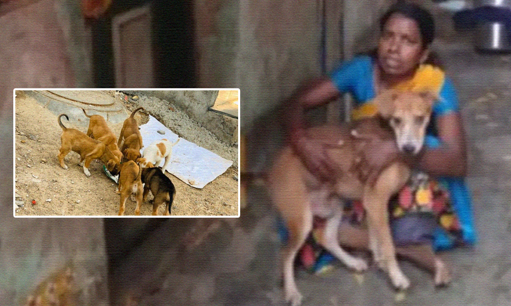 Chennai Woman Skips Meal Each Day To Feed Her 13 Dogs Amid Lockdown