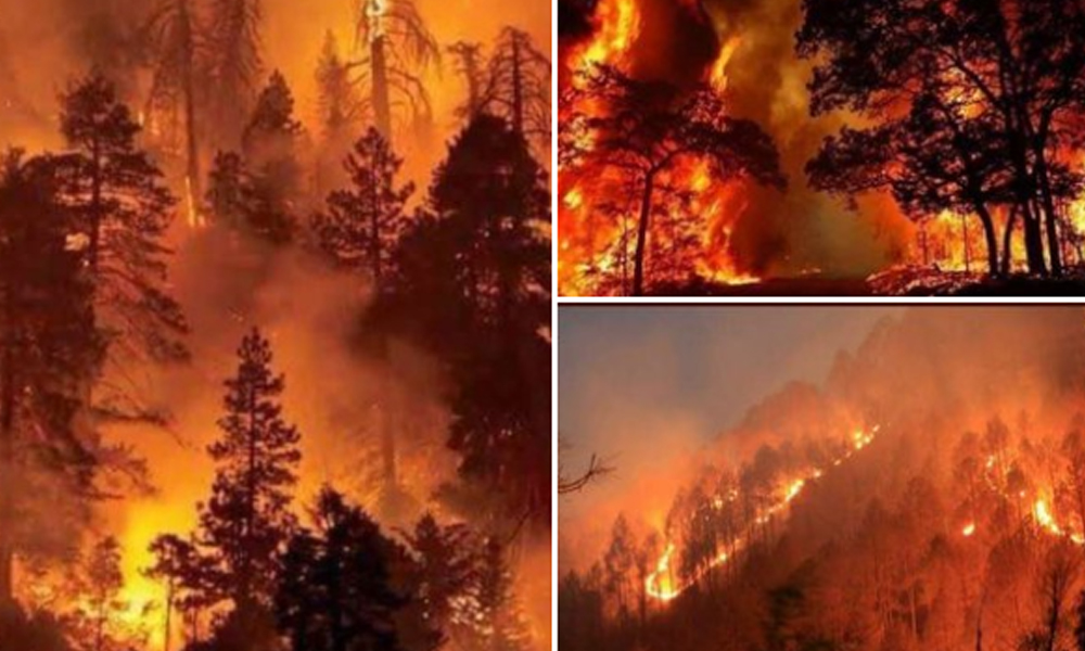 Fact Check: Old Photos Of Forest Fire Shared As Recent Incident From Uttarakhand