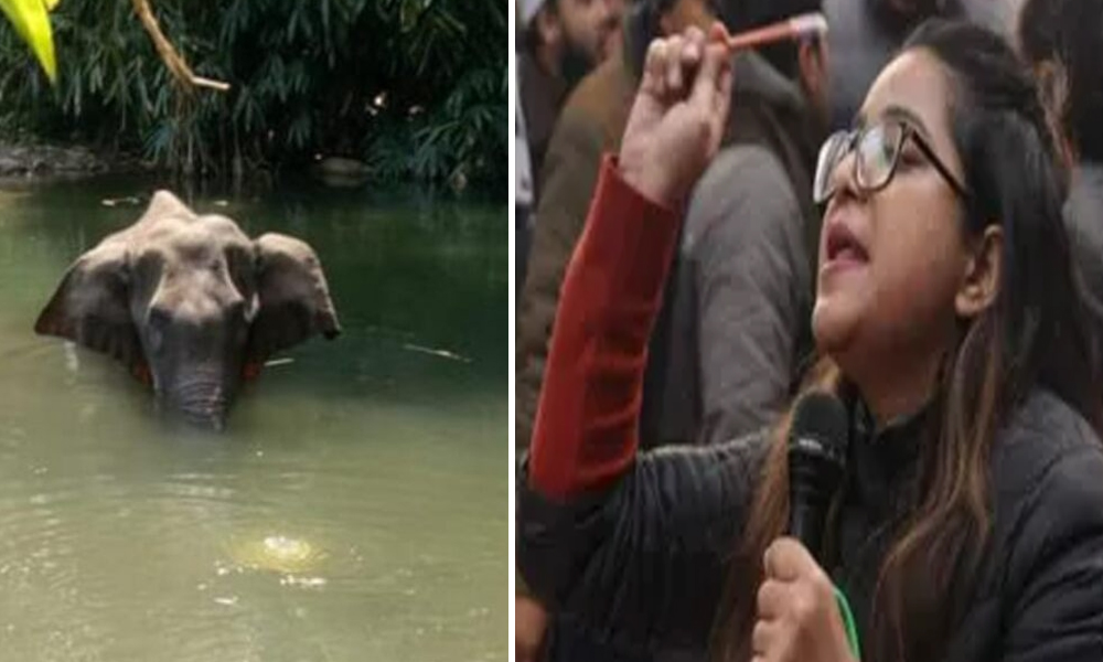Why Selective Outrage? Netizens Ask As Pregnant Student Safoora Zargar Rots In Jail Amid Debate On Elephant Death