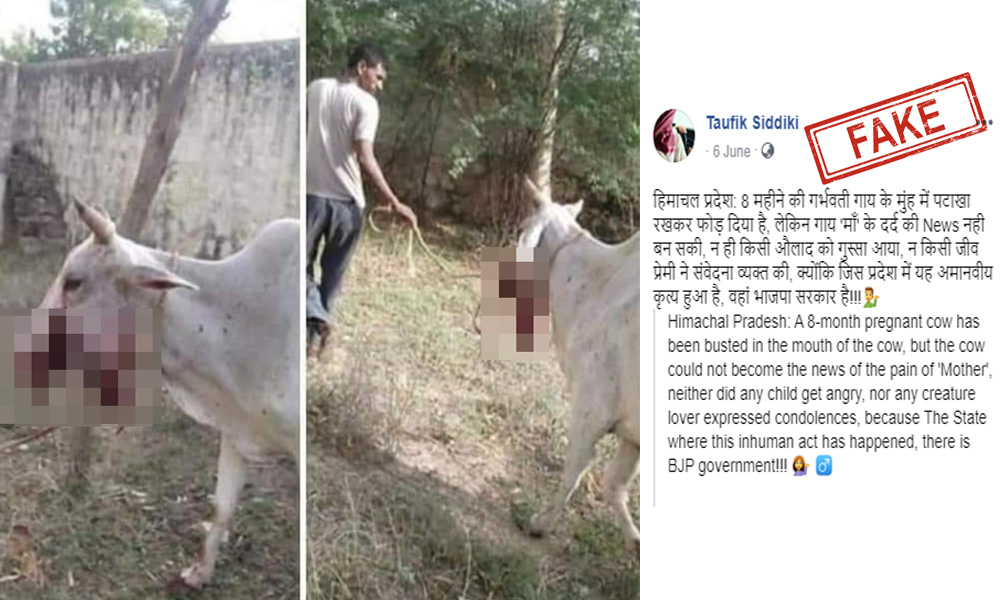 Fact Check: Old Unrelated Picture Shared As Injured Pregnant Cow From Himachal Pradesh