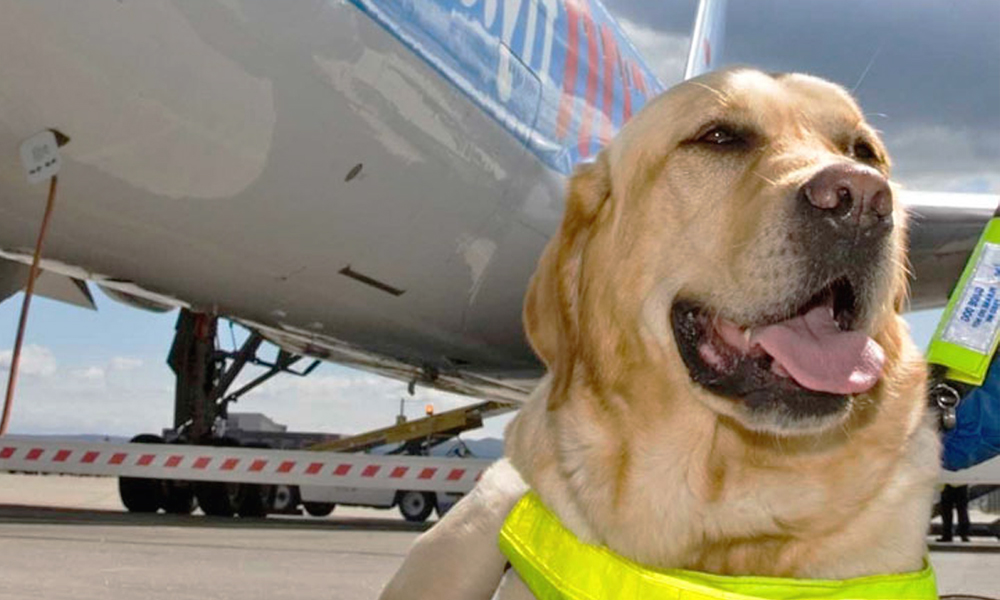 Pets To Be Flown From Delhi To Mumbai In A Private Jet Hired For Rs 9.06 Lakh