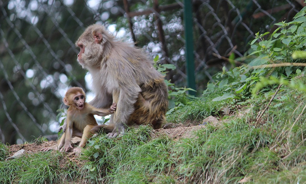 Rhesus Macaque Monkeys Declared Vermin In Himachal For Fourth Time, Will Allow State Forest Department To Cull Them