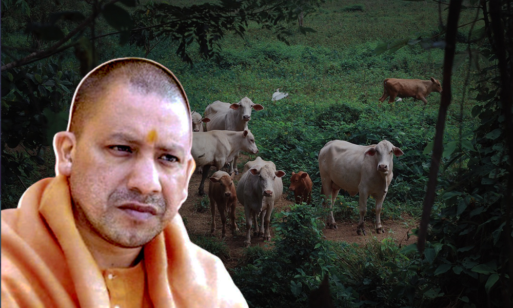 Now Face Upto 10 Yrs Jail Term For Cow Slaughter, Illegal Transportation In Uttar Pradesh