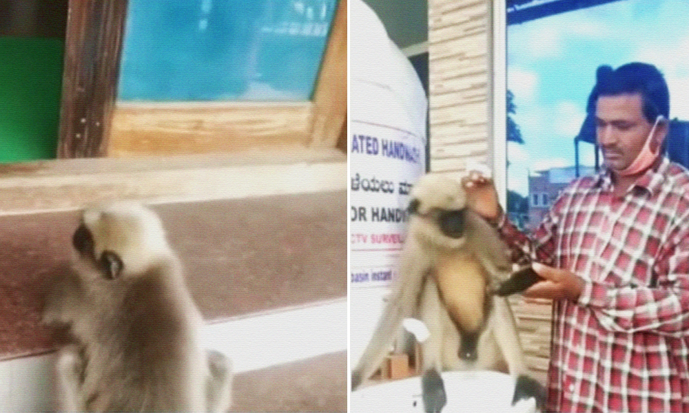 [Video] Injured Langur Sits Outside Karnataka Hospital, Staff Takes It In For Treatment