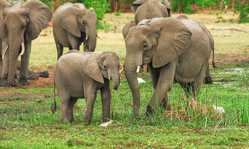 Bihar: Man Donates His Entire 6.25 Acre Land To Two elephants