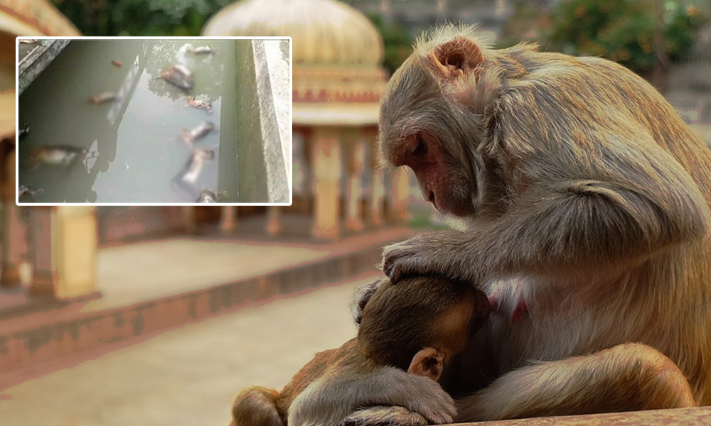 13 Monkeys Found Dead In Assam Reservoir, Suspected To Have Been Poisoned