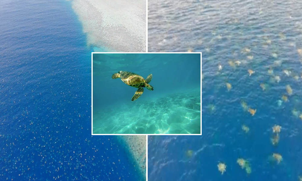 Researchers Capture Worlds Largest Gathering Of Endangered Green Turtles