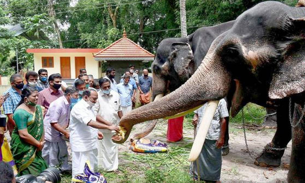 Kerala Govt Comes To The Rescue Of Captive Elephants, Provides Free Food Kits