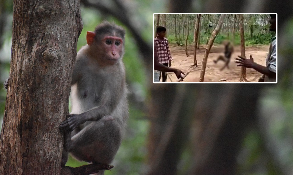 Villagers In Telangana Hang Monkey To Death, Make Video Of The Act