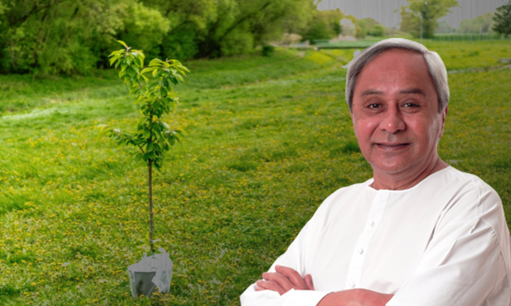 Odisha To Plant 13 Crore Saplings Over 1.30 Lakh Hectares In Bid To Increase Green Cover