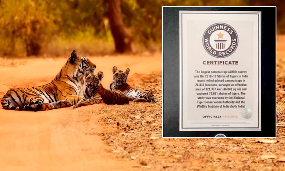 Indias 2018 Tiger Census Sets Guinness Record For Being Worlds Largest Camera Trap Wildlife Survey