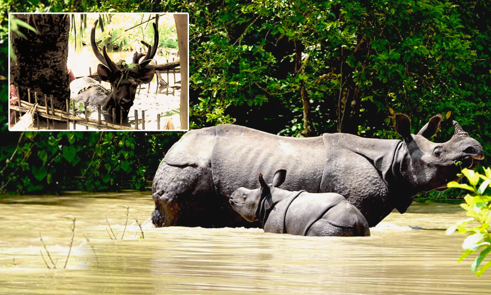 Assam: At Least 51 Animals Dead, 100 Rescued As Floods Inundate Kaziranga  National Park