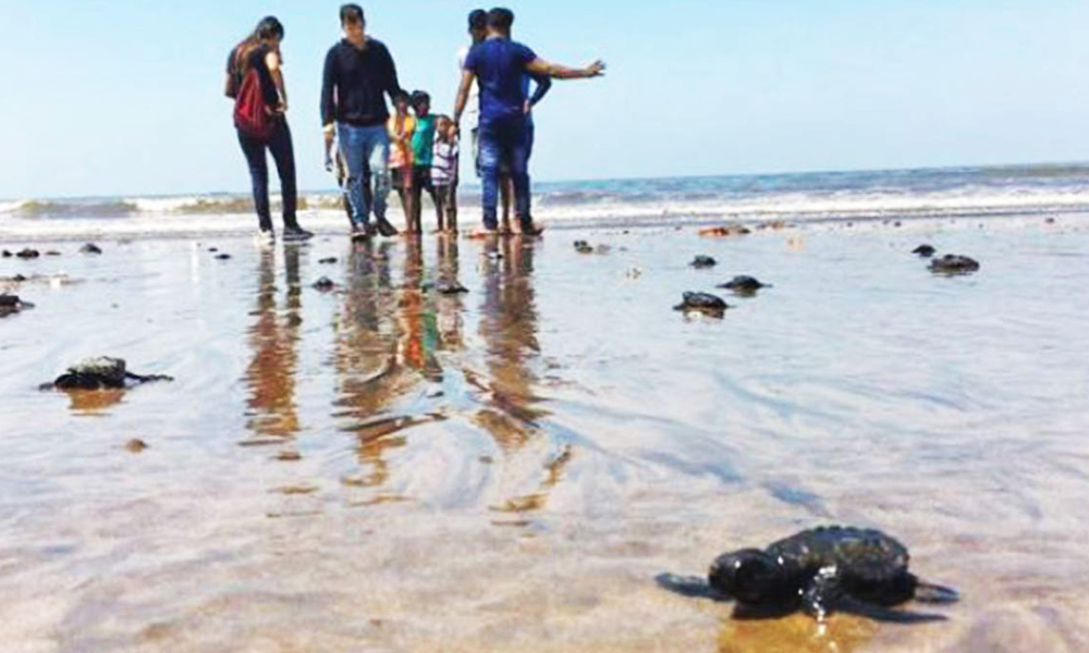 Maharashtra: State Forest Department Rescues 42 Sea Turtles From Konkan Coast