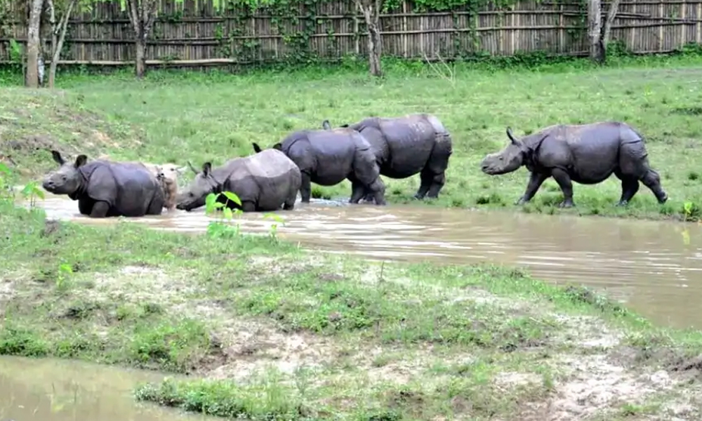 Assam Floods: Over 100 Animals, Including 9 Rhinos Die At Kaziranga National Park