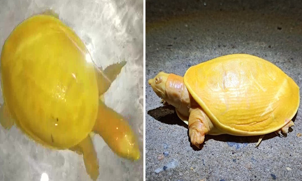 Rare Yellow Turtle Spotted In Odishas Balasore District