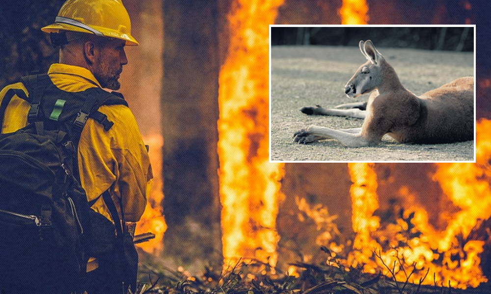 Nearly Three Billion Animals Affected By Australian Bushfires: WWF Study