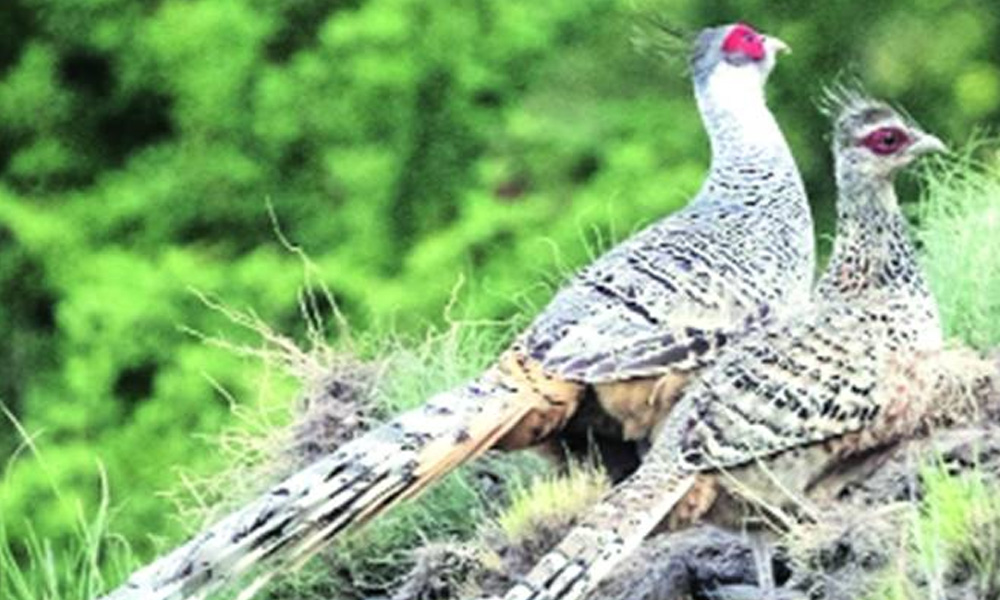 Himachal: 8 Out Of 18 Rare Cheer Pheasants Born From Captive Breeding Survives In Wild