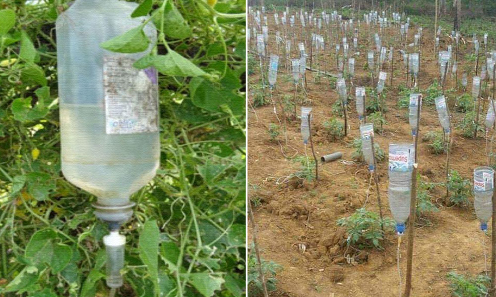 Madhya Pradesh: Farmer Build Drip Irrigation System Using Waste Glucose Bottles