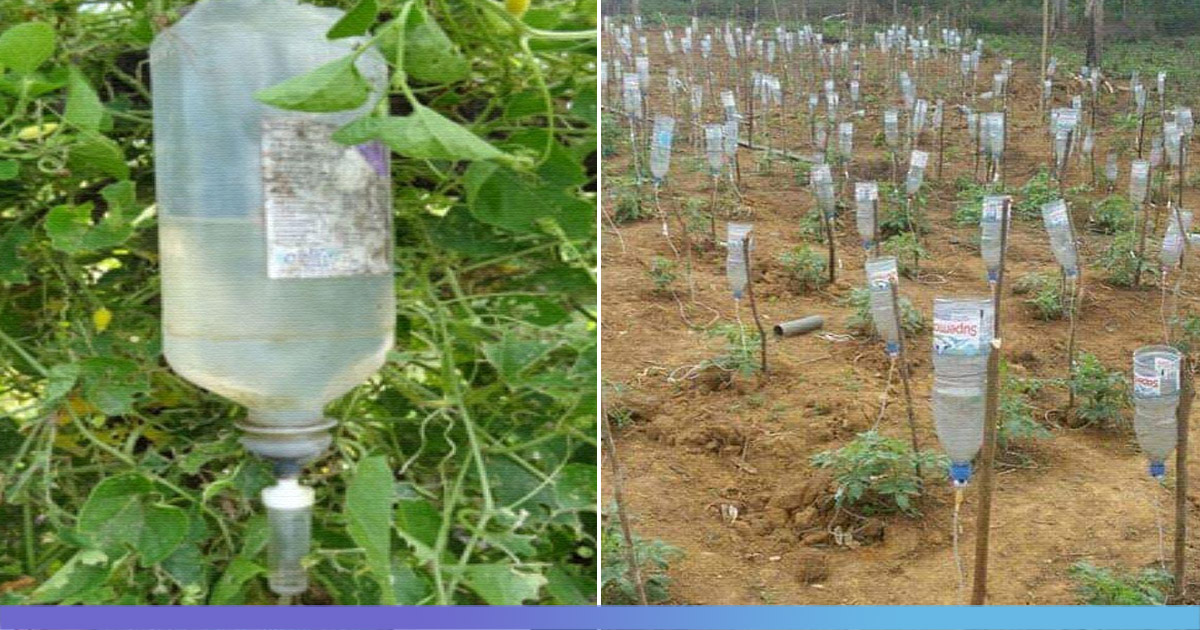 Madhya Pradesh: Farmer Build Drip Irrigation System Using Waste Glucose