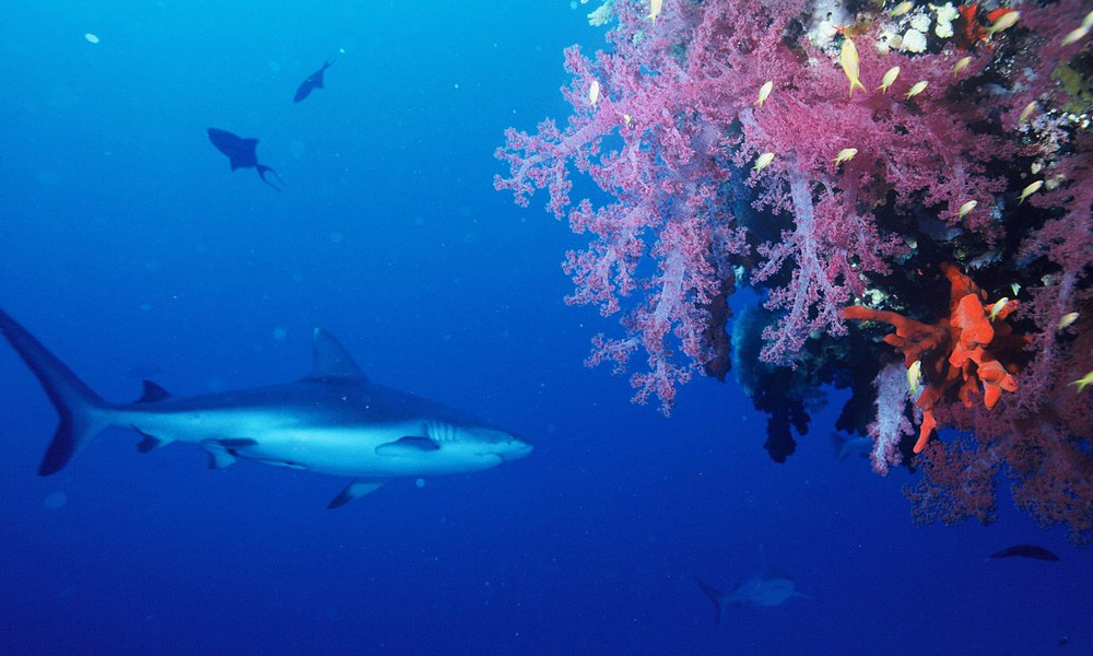 Sharks Functionally Extinct At 20% Of Worlds Coral Reefs: Study