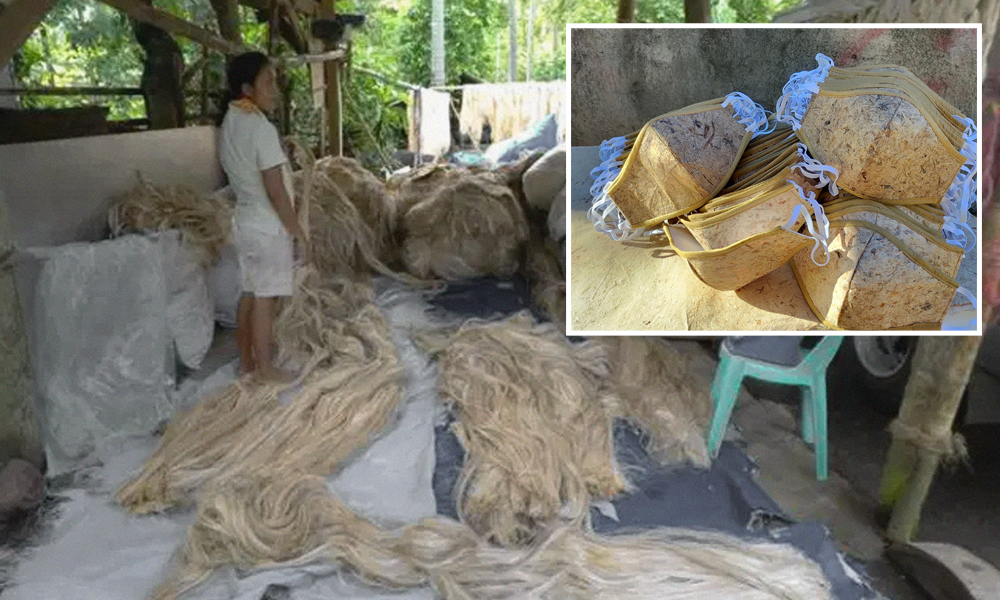 How Masks Made From Banana-Tree Species Could Help Cut COVID-19 Plastic Waste