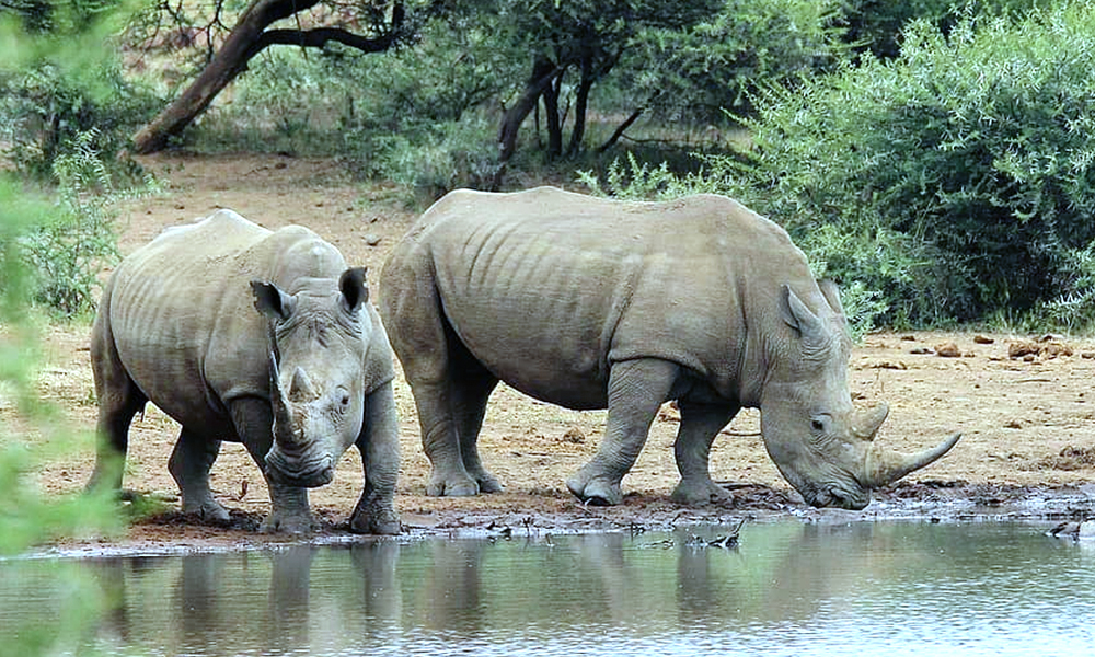 South Africa: Rhino Poaching Down By Nearly 53% Due To COVID-19 Lockdown