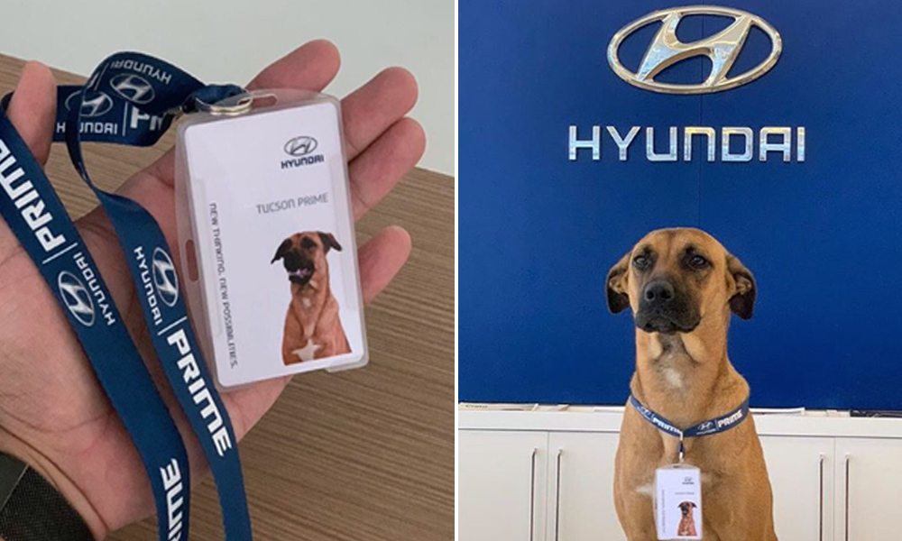 Meet Tucson Prime, Hyundai Brazils Recent Stray Dog Employee