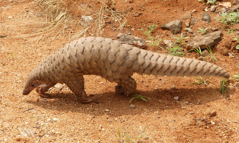How A Giant Pangolin Ghost Could Save The Worlds Most-Trafficked Mammal